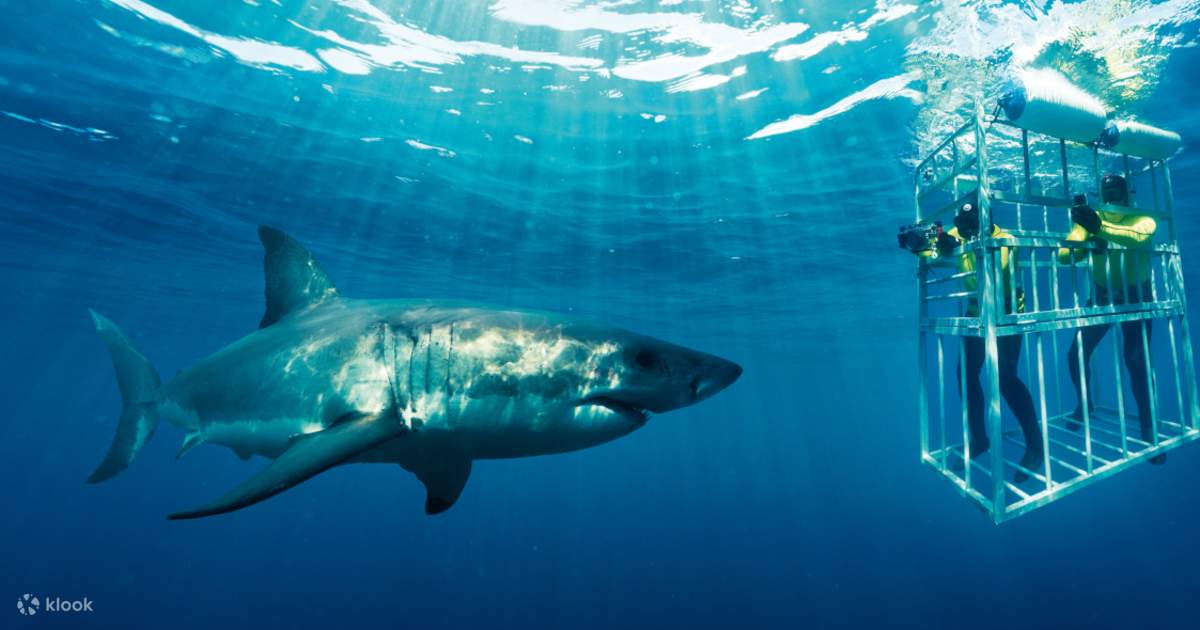 Shark