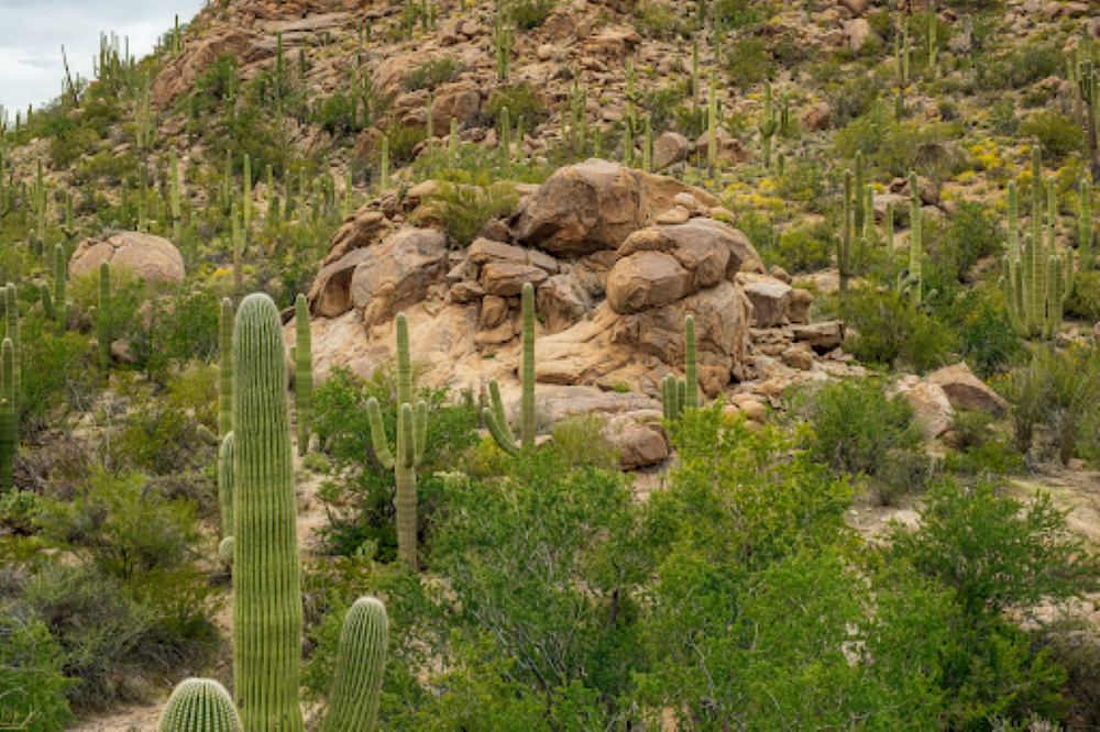 Why Xeriscape Works Best With a Skilled Landscape Designer?